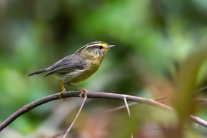 Yellow-throated fulvetta (Schoeniparus cinereus)
