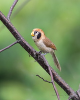 Spot-breasted parrotbill (Paradoxornis guttaticollis)06