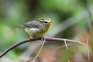 Yellow-throated fulvetta (Schoeniparus cinereus)01