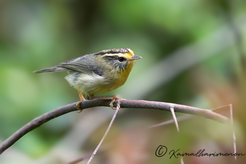 Yellow-throated fulvetta (Schoeniparus cinereus)01.jpg
