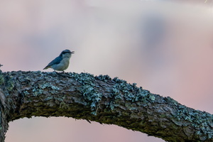 Yunnan Nuthatch (Sitta yunnanensis)