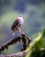 Mountain Imperial Pigeon (Ducula badia)01