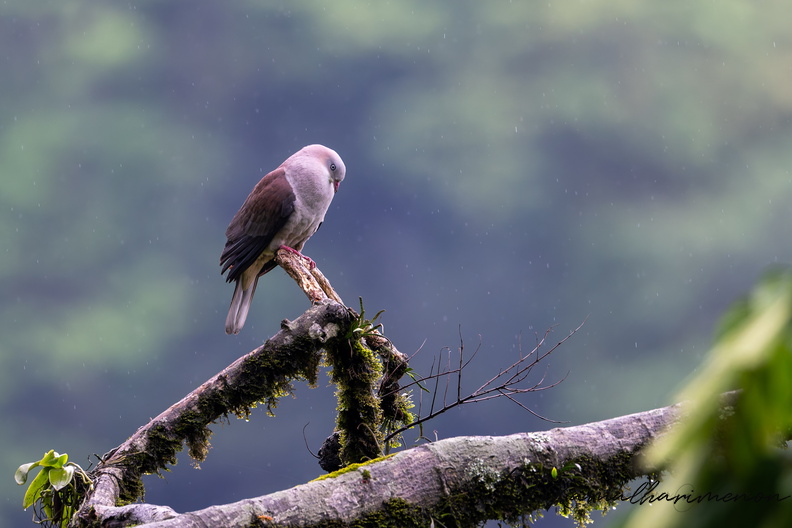 Mountain Imperial Pigeon (Ducula badia)02.jpg