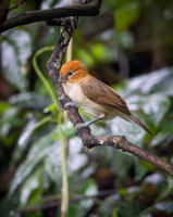 White-breasted Parrotbill (Paradoxornis ruficeps)