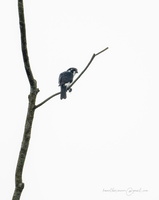 Pied Falconet (Microhierax melanoleucos)