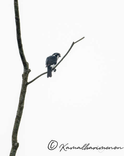 Pied Falconet (Microhierax melanoleucos).jpg