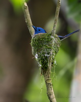 Black-naped Monarch (Hypothymis azurea)