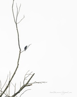 Pied Falconet (Microhierax melanoleucos)01