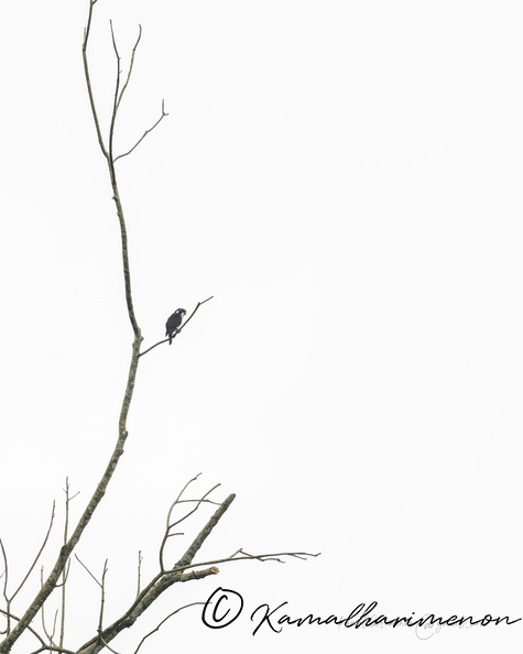 Pied Falconet (Microhierax melanoleucos)01.jpg