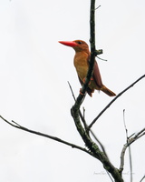 Ruddy kingfisher (Halcyon coromanda)