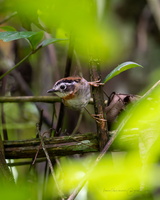 Rufous-throated Fulvetta (Schoeniparus rufogularis)01