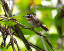 Rufous-throated Fulvetta (Schoeniparus rufogularis)02