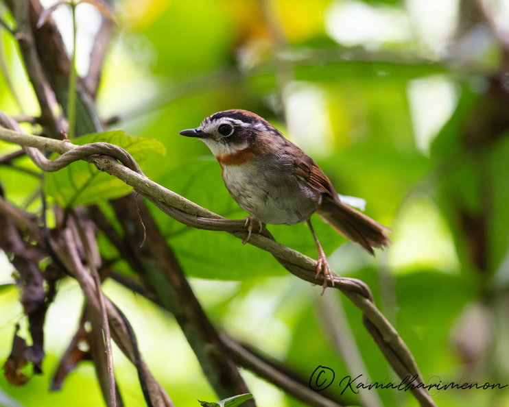 Rufous-throated Fulvetta (Schoeniparus rufogularis)02.jpg