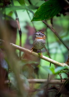 Rufous-throated Fulvetta (Schoeniparus rufogularis)05
