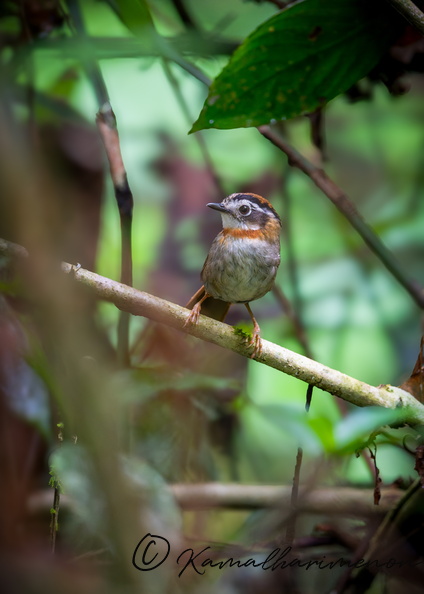 Rufous-throated Fulvetta (Schoeniparus rufogularis)05.jpg