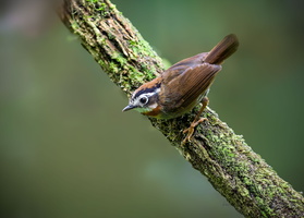 Rufous-throated Fulvetta (Schoeniparus rufogularis)03