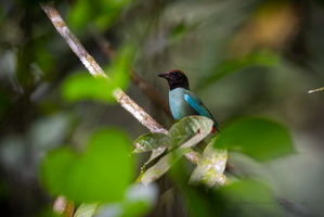 western hooded pitta (Pitta sordida)-2
